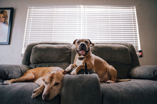 Dog resting at home, illustrating pet odour control tips