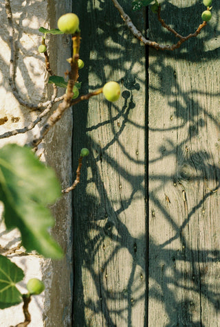 Fragrance ingredients, the building blocks of complex scents