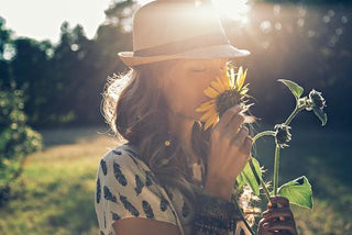 Bright sunflower in bloom